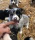 Border Collie Puppies for sale in New York, NY, USA. price: $250