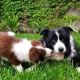 Border Collie Puppies for sale in New York, NY, USA. price: $250