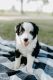 Border Collie Puppies for sale in Morton, IL, USA. price: $400