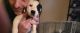 Border Collie Puppies for sale in Lincoln, IL 62656, USA. price: NA