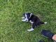 Border Collie Puppies for sale in Wellington, CO 80549, USA. price: NA