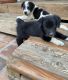 Border Collie Puppies for sale in Los Angeles, CA, USA. price: NA