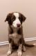 Border Collie Puppies for sale in Moreno Valley, CA, USA. price: $300