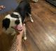 Border Collie Puppies for sale in Windsor, NY 13865, USA. price: NA