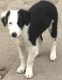 Border Collie Puppies for sale in Co Rd 36, Colorado 80720, USA. price: $100