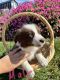 Border Collie Puppies for sale in Quincy, MI 49082, USA. price: $800