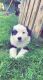 Border Collie Puppies for sale in Willmar, MN, USA. price: $400