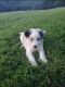 Border Collie Puppies for sale in Western North Carolina, NC, USA. price: $500