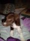 Border Collie Puppies for sale in Elgin, TX 78621, USA. price: $300