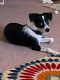 Border Collie Puppies for sale in Menifee, CA, USA. price: NA