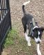 Border Collie Puppies for sale in Durham, NC, USA. price: $600