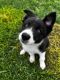 Border Collie Puppies for sale in Marlette, MI 48453, USA. price: NA