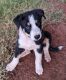 Border Collie Puppies for sale in Clinton, OK, USA. price: NA