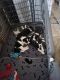 Border Collie Puppies for sale in Iron Ridge, WI 53035, USA. price: NA
