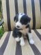 Border Collie Puppies for sale in Goldston, NC 27252, USA. price: $500
