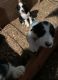 Border Collie Puppies for sale in Glen Haven, WI 53810, USA. price: $350