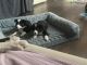 Border Collie Puppies for sale in San Gabriel, CA, USA. price: $1,300