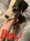 Border Collie Puppies for sale in Asheboro, NC 27205, USA. price: $400
