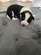 Border Collie Puppies for sale in Tacoma, WA, USA. price: NA
