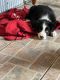 Border Collie Puppies for sale in Hamilton, OH, USA. price: $850