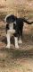 Border Collie Puppies for sale in Goldston, NC 27252, USA. price: NA