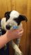 Border Collie Puppies for sale in Foley, MN 56329, USA. price: NA