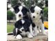 Border Collie Puppies for sale in S Carolina St, Avon Park, FL 33825, USA. price: NA