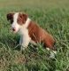 Border Collie Puppies for sale in Bixby, OK, USA. price: NA