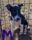 Border Collie Puppies for sale in Pretty Prairie, KS 67570, USA. price: $500