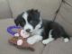 Border Collie Puppies for sale in Tennessee City, TN 37055, USA. price: $270