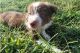 Border Collie Puppies for sale in Martinsville, VA 24112, USA. price: $299