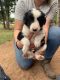 Border Collie Puppies for sale in Edmond, OK, USA. price: NA