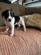 Border Collie Puppies for sale in Jamesville, NY 13078, USA. price: $500