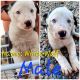 Border Collie Puppies for sale in Friant, CA 93626, USA. price: NA