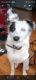 Border Collie Puppies for sale in Sound Beach, NY 11789, USA. price: NA