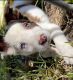 Border Collie Puppies for sale in Charlottesville, VA, USA. price: $1,400