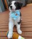 Border Collie Puppies for sale in NJ-27, Edison, NJ, USA. price: $280