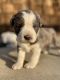 Border Collie Puppies for sale in Temecula, CA, USA. price: $300