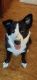 Border Collie Puppies for sale in Hartselle, AL 35640, USA. price: NA