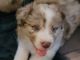 Border Collie Puppies for sale in Martinsville, VA 24112, USA. price: $500