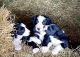 Border Collie Puppies for sale in Jonestown, PA, USA. price: NA