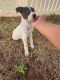 Border Collie Puppies for sale in Albuquerque, NM 87116, USA. price: NA