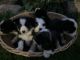 Border Collie Puppies for sale in Wausau, WI, USA. price: NA