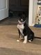 Border Collie Puppies for sale in Elma, WA 98541, USA. price: $35,000