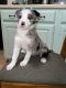 Border Collie Puppies for sale in Silver Creek, NY 14136, USA. price: $400
