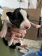 Border Collie Puppies for sale in Abingdon, VA, USA. price: $800