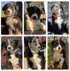 Border Collie Puppies for sale in Wichita Falls, TX, USA. price: $500