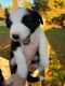 Border Collie Puppies for sale in Logan, UT, USA. price: $400