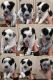 Border Collie Puppies for sale in Napa, CA, USA. price: NA