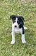 Border Collie Puppies for sale in Middleburg, FL 32068, USA. price: $1,200
